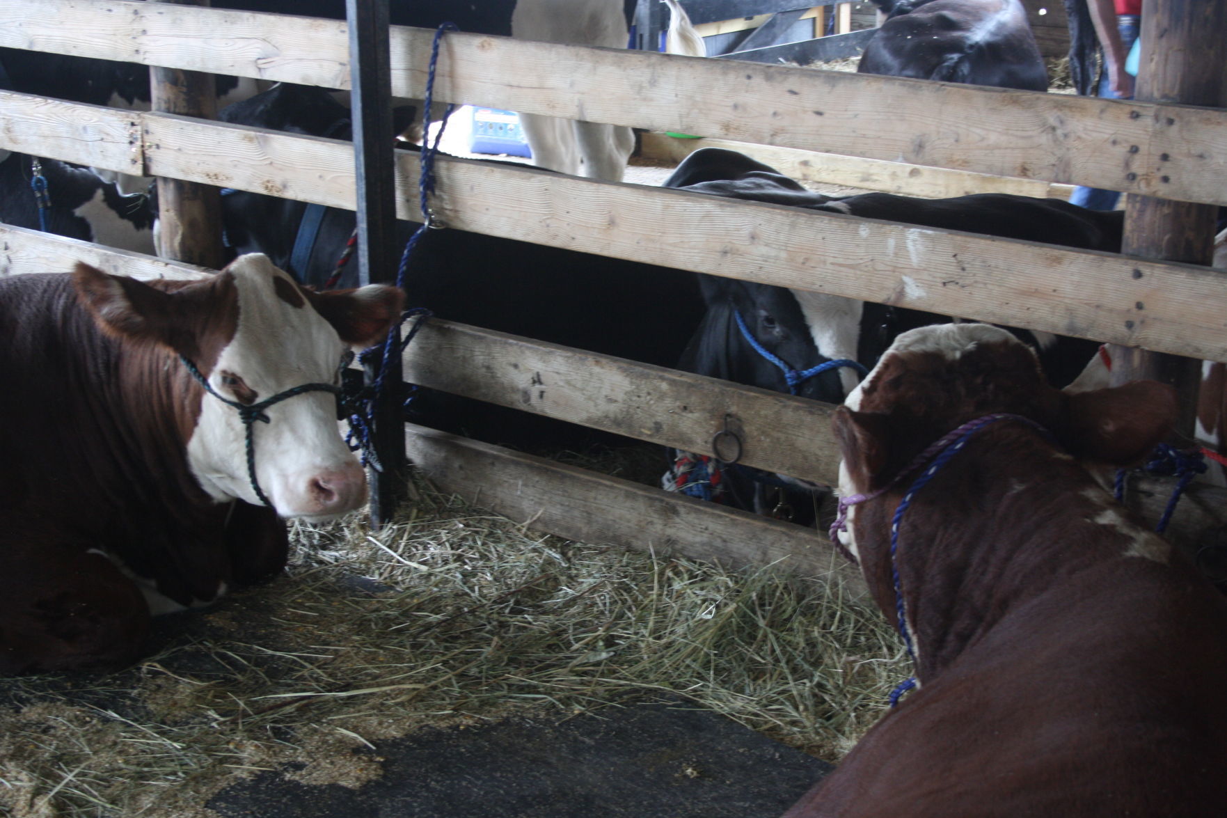 Sunday at the Dodge County Fair